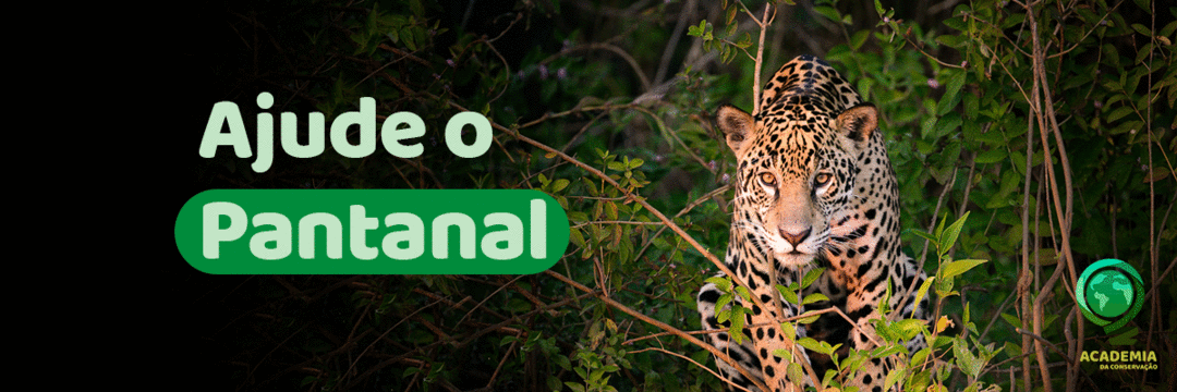 Ajude o Pantanal que vive