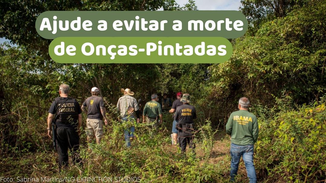 Ajude a evitar a morte de onças-pintadas no Pantanal