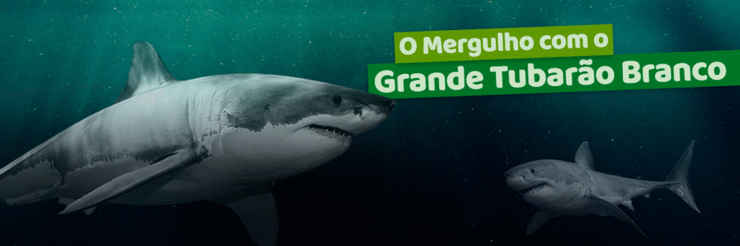 O mergulho com o grande tubarão-branco