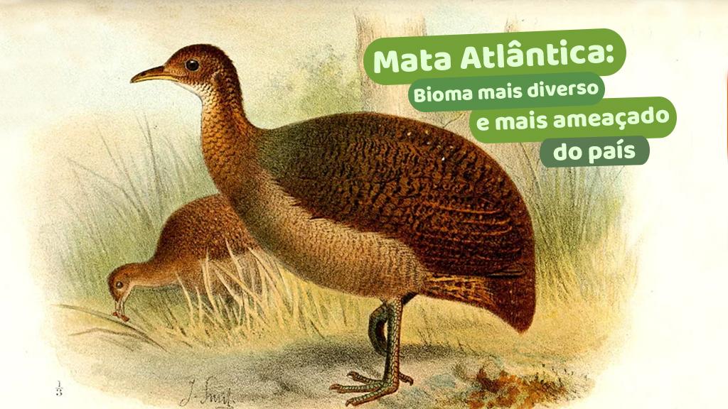 Mata Atlântica: bioma mais diverso e mais ameaçado do país