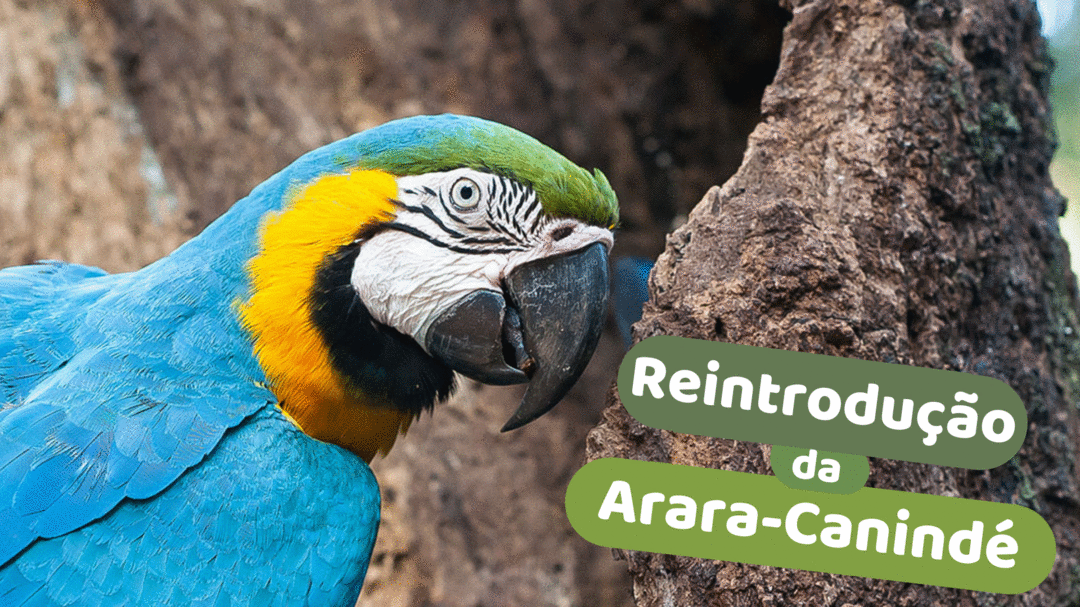Arara-Canindé Voltará às Florestas Cariocas Depois de Mais de 200 Anos