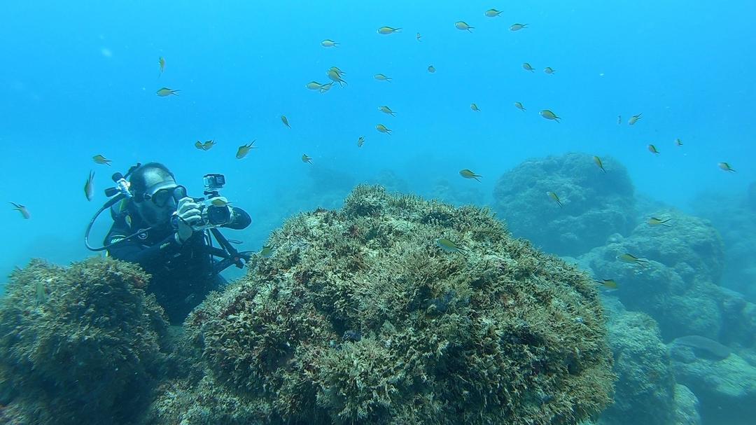 Branqueamento de corais e o trabalho do Projeto Conservação Recifal