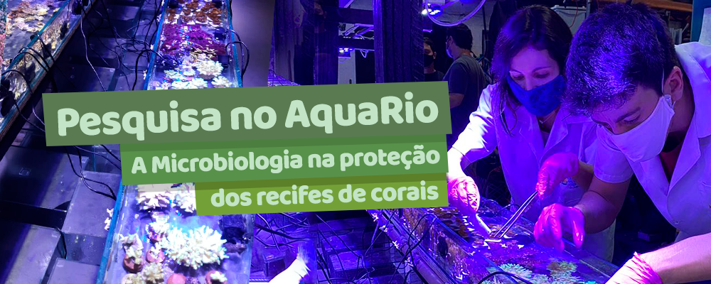Pesquisa no AquaRio: A Microbiologia na proteção dos recifes de coral